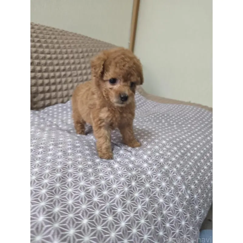 販売中の埼玉県のタイニープードル-451616の6枚目