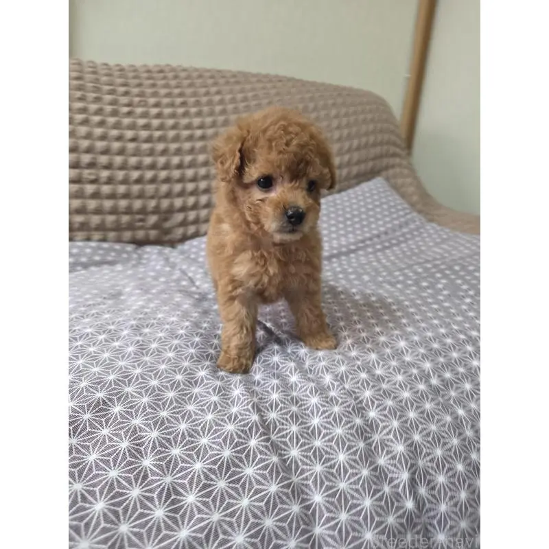 販売中の埼玉県のタイニープードル-451616の5枚目