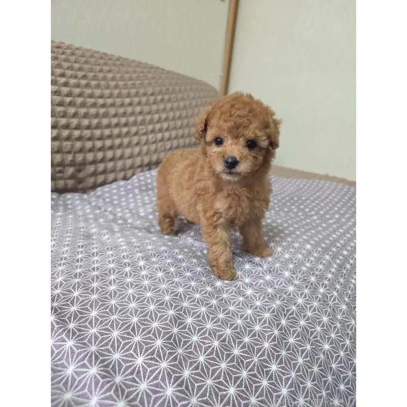 販売中の埼玉県のタイニープードル-451616の3枚目