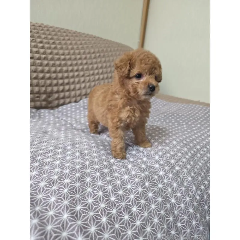 販売中の埼玉県のタイニープードル-451616の2枚目