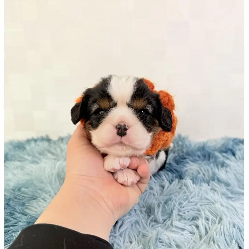 販売中の埼玉県のキャバリアキングチャールズスパニエル-451617の6枚目