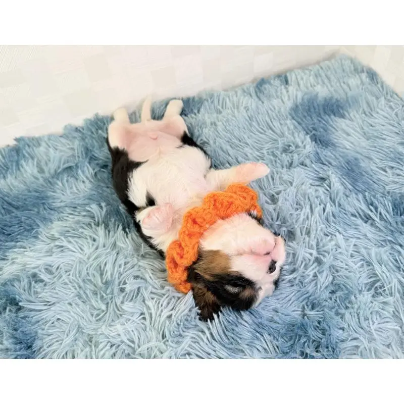 販売中の埼玉県のキャバリアキングチャールズスパニエル-451617の5枚目