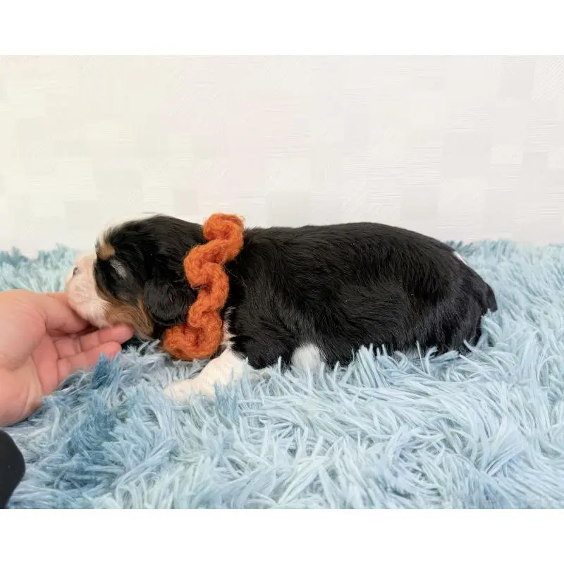 販売中の埼玉県のキャバリアキングチャールズスパニエル-451617の4枚目