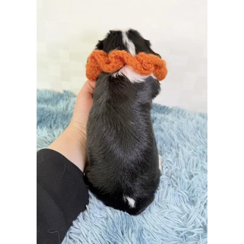 販売中の埼玉県のキャバリアキングチャールズスパニエル-451617の3枚目