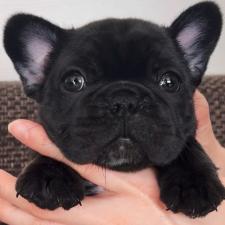 ♀︎フレンチブルドッグ