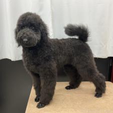 ♀︎スタンダードプードル