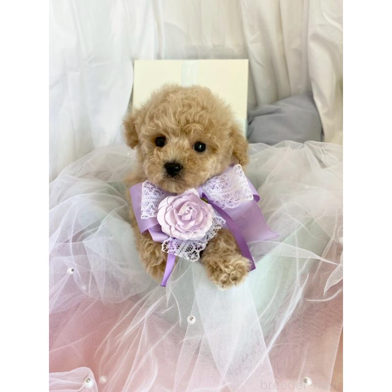 販売中の兵庫県のタイニープードル-447121