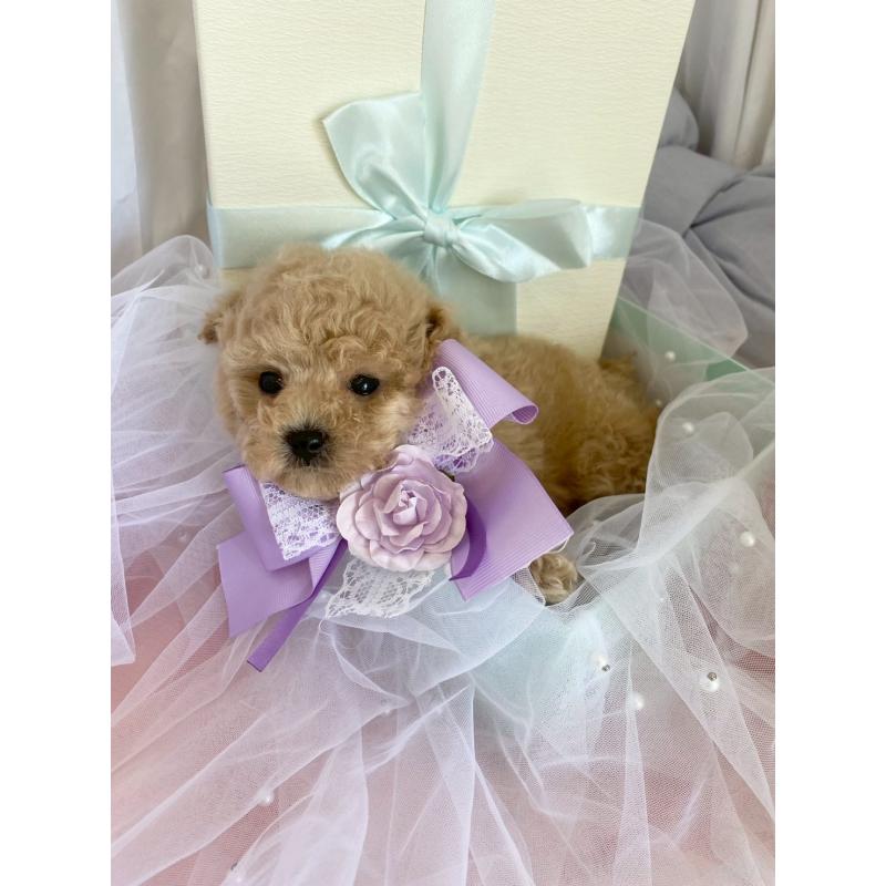 販売中の兵庫県のタイニープードル-447121の5枚目