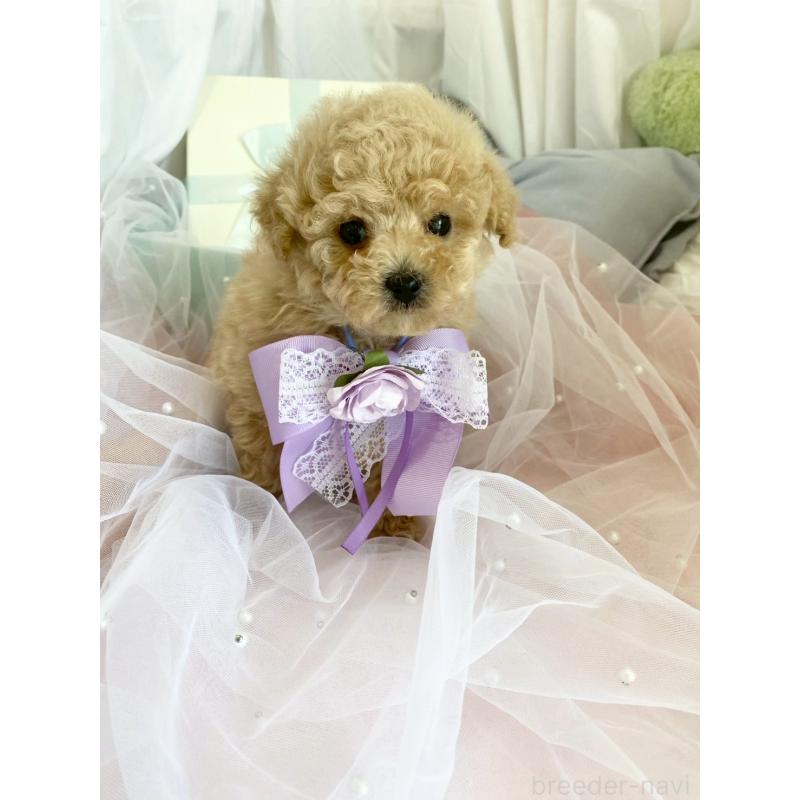 販売中の兵庫県のタイニープードル-447121の4枚目