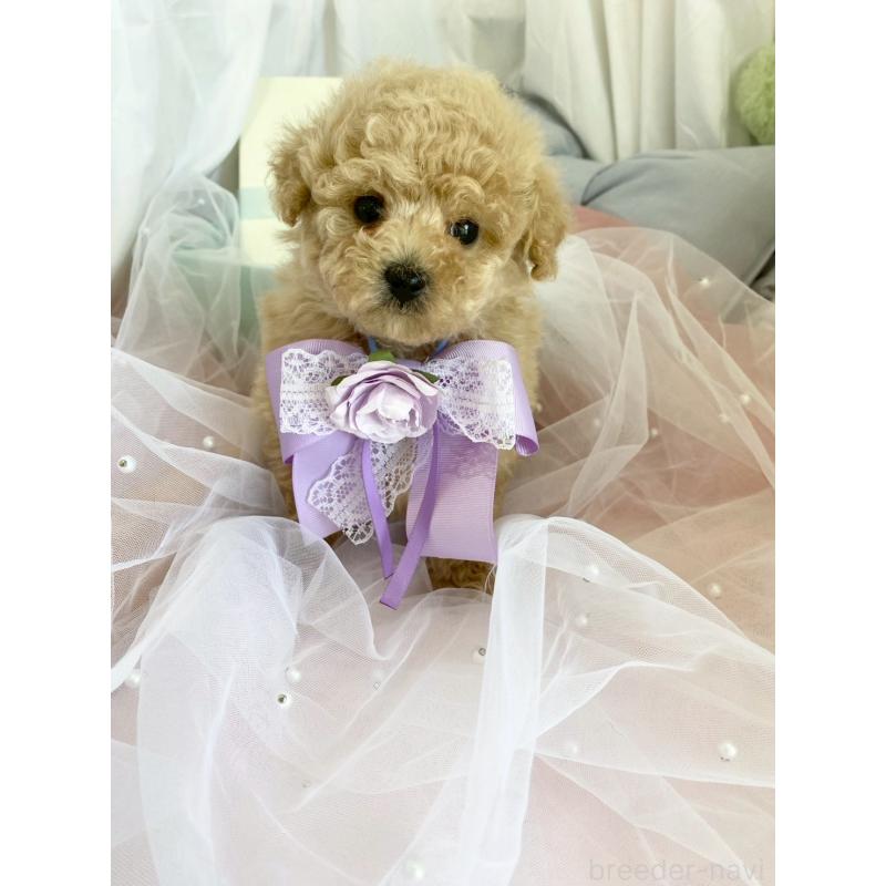 販売中の兵庫県のタイニープードル-447121の3枚目