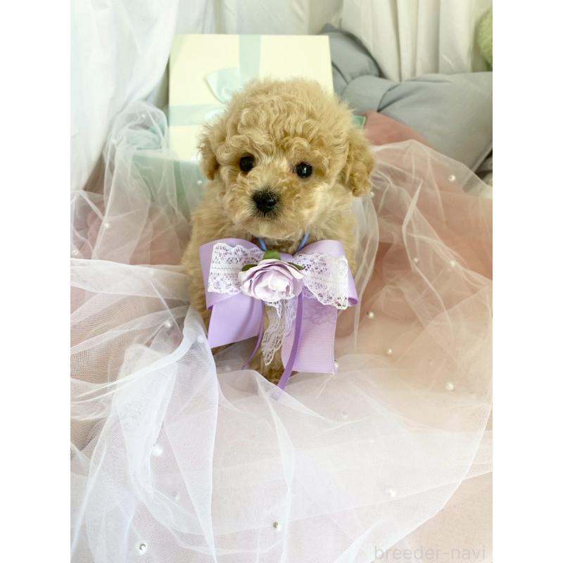 販売中の兵庫県のタイニープードル-447121の2枚目