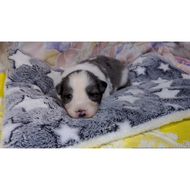 販売中の茨城県のボーダーコリー-451774の6枚目