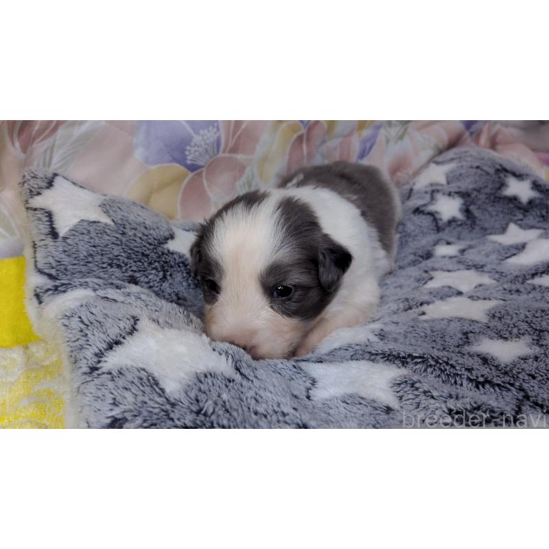 販売中の茨城県のボーダーコリー-451774の5枚目