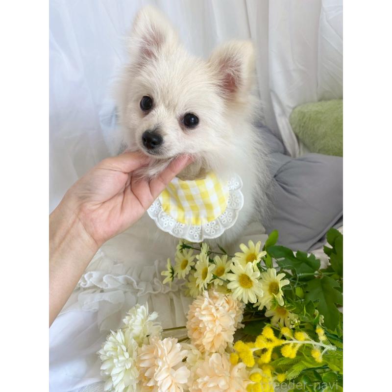 販売中の兵庫県のポメラニアン-414753の5枚目