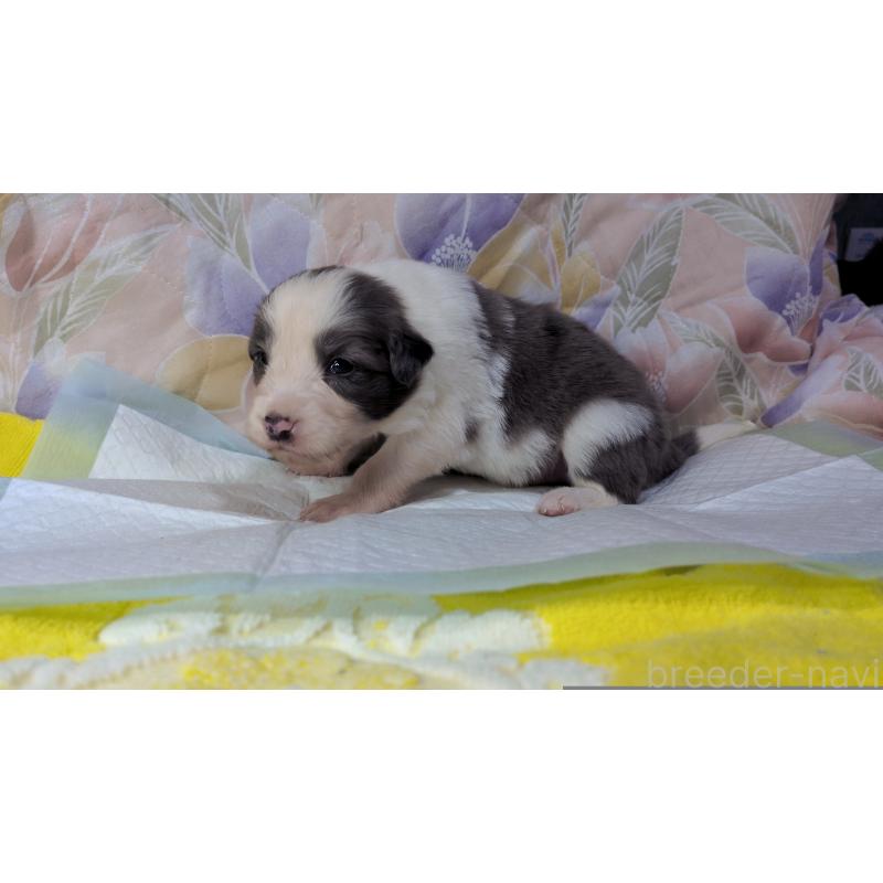 販売中の茨城県のボーダーコリー-451774の4枚目