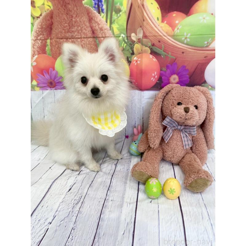 販売中の兵庫県のポメラニアン-414753の4枚目