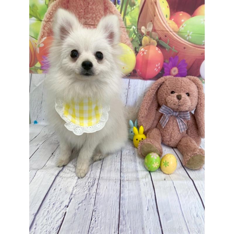 販売中の兵庫県のポメラニアン-414753の3枚目