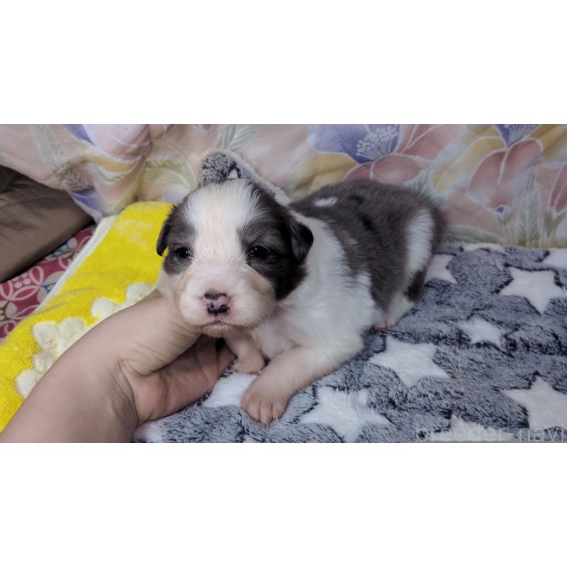 販売中の茨城県のボーダーコリー-451774の3枚目