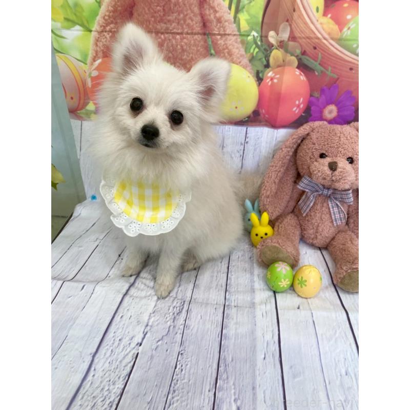 販売中の兵庫県のポメラニアン-414753の2枚目