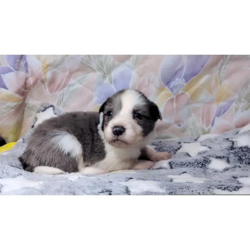 販売中の茨城県のボーダーコリー-451775の2枚目