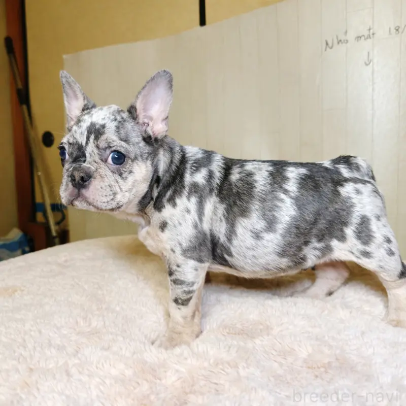 販売中の奈良県のフレンチブルドッグ-451778の22枚目