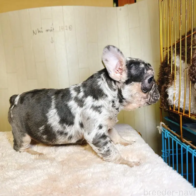 販売中の奈良県のフレンチブルドッグ-451778の20枚目