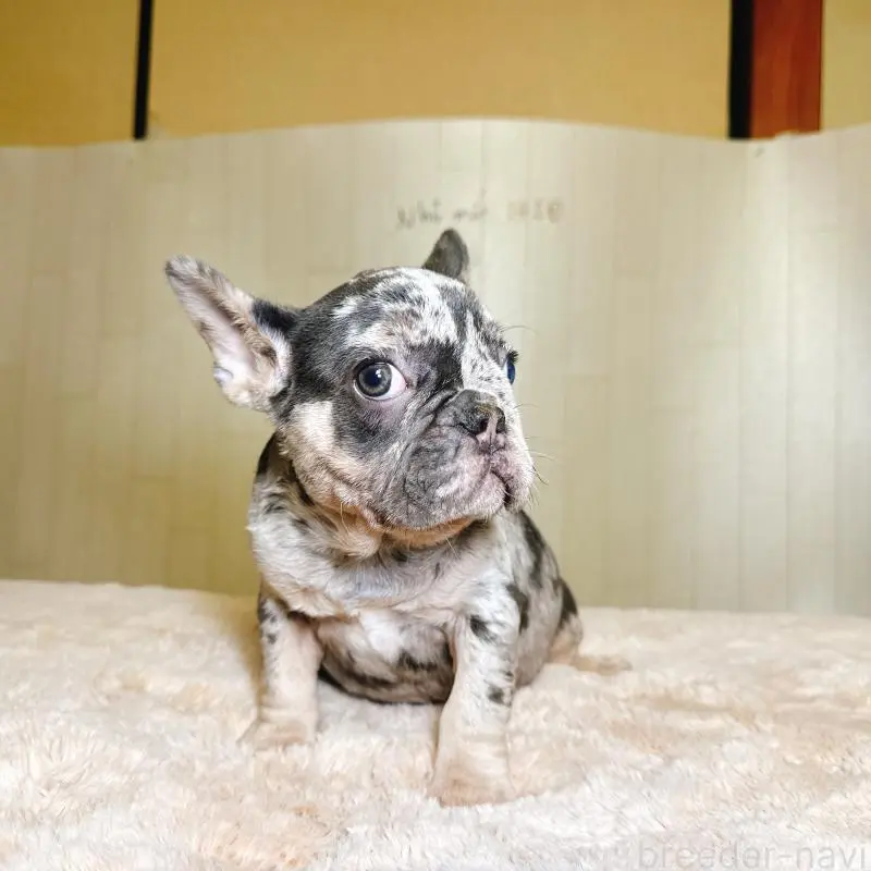 販売中の奈良県のフレンチブルドッグ-451778の18枚目
