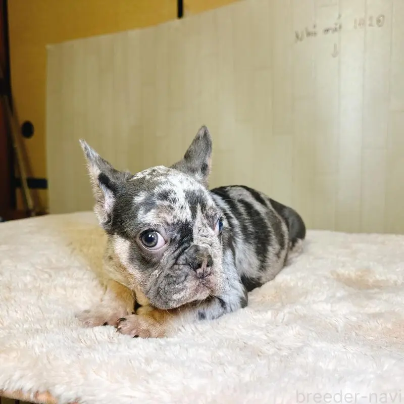 販売中の奈良県のフレンチブルドッグ-451778の13枚目