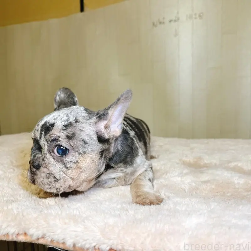 販売中の奈良県のフレンチブルドッグ-451778の12枚目