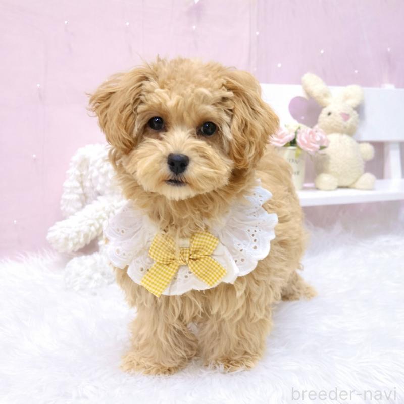 販売中の栃木県のマルプー:マルチーズ×トイプードル-440809