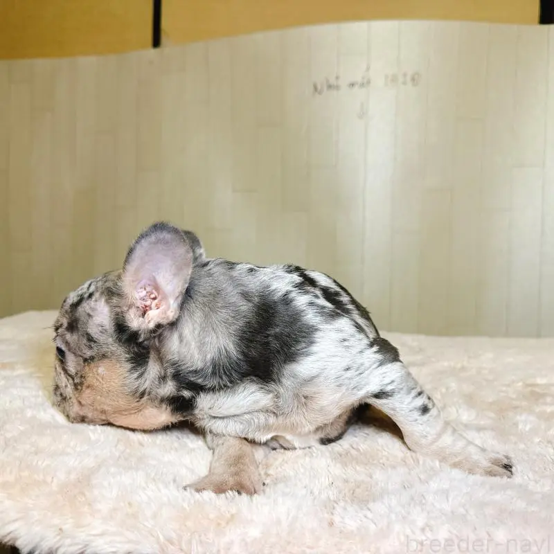 販売中の奈良県のフレンチブルドッグ-451778の10枚目