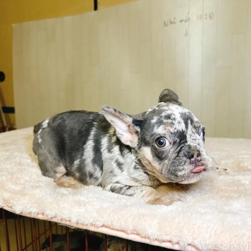 販売中の奈良県のフレンチブルドッグ-451778の9枚目