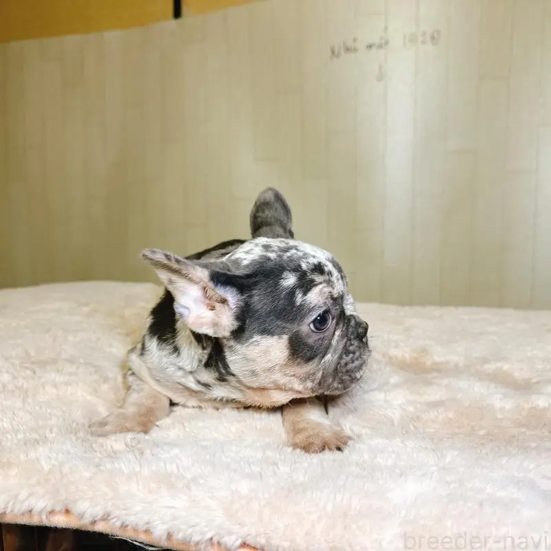 販売中の奈良県のフレンチブルドッグ-451778の8枚目