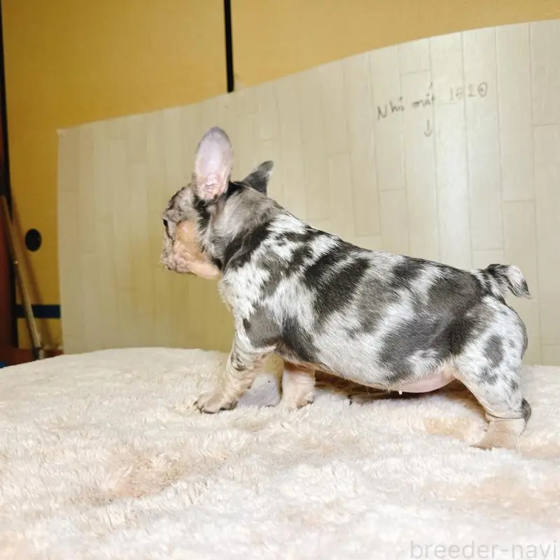 販売中の奈良県のフレンチブルドッグ-451778の7枚目