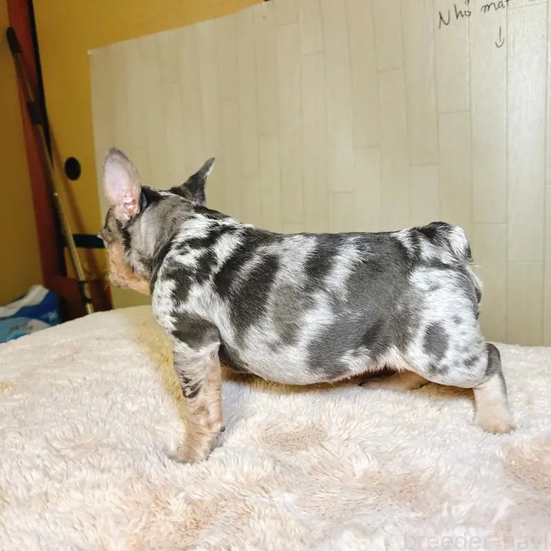 販売中の奈良県のフレンチブルドッグ-451778の6枚目