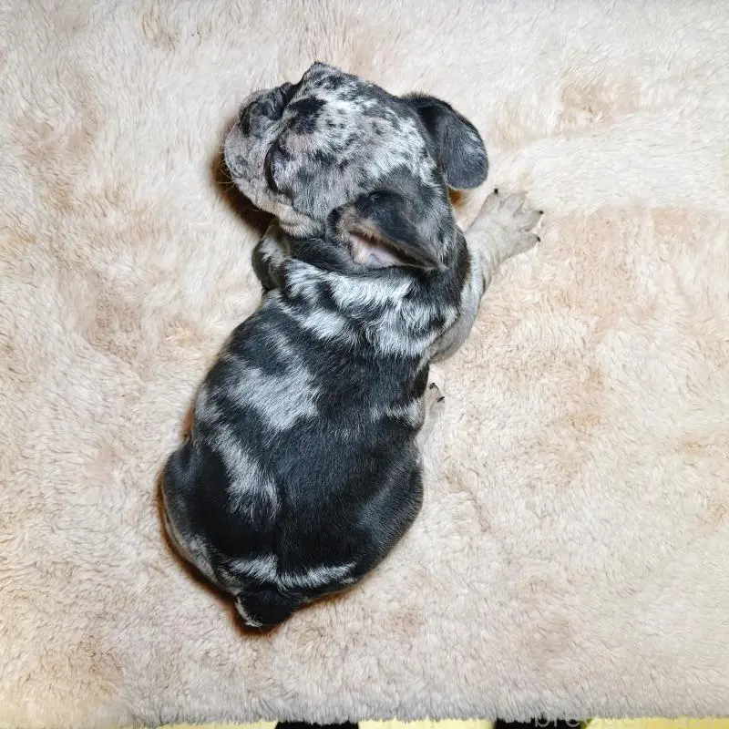 販売中の奈良県のフレンチブルドッグ-451778の5枚目