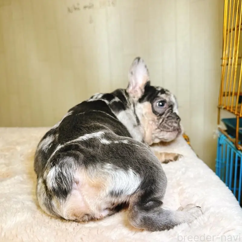 販売中の奈良県のフレンチブルドッグ-451778の3枚目