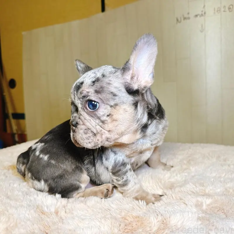 販売中の奈良県のフレンチブルドッグ-451778の2枚目