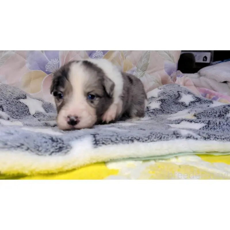 販売中の茨城県のボーダーコリー-451776の3枚目