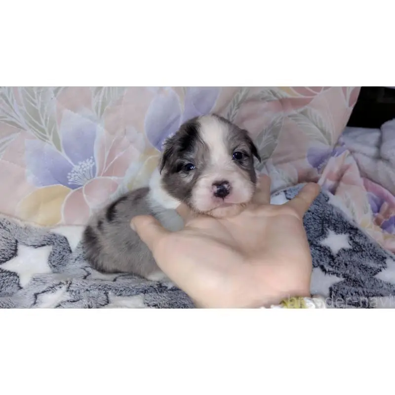 販売中の茨城県のボーダーコリー-451776の2枚目