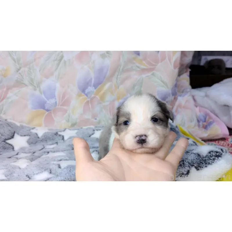 販売中の茨城県のボーダーコリー-451777の11枚目