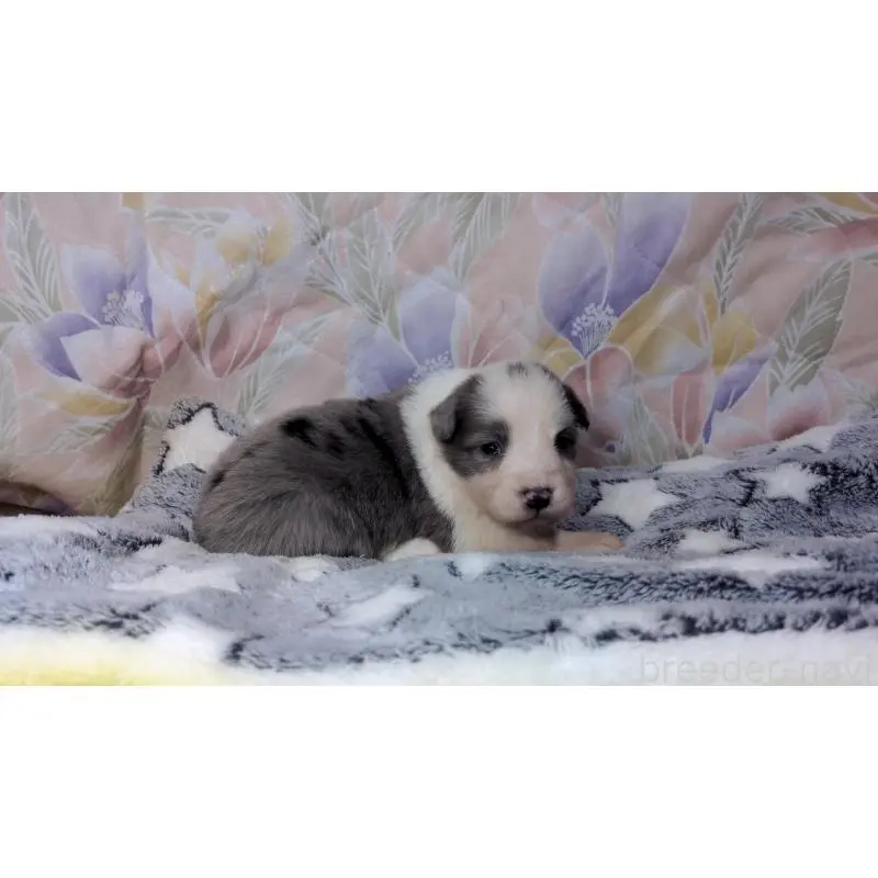 販売中の茨城県のボーダーコリー-451777の10枚目