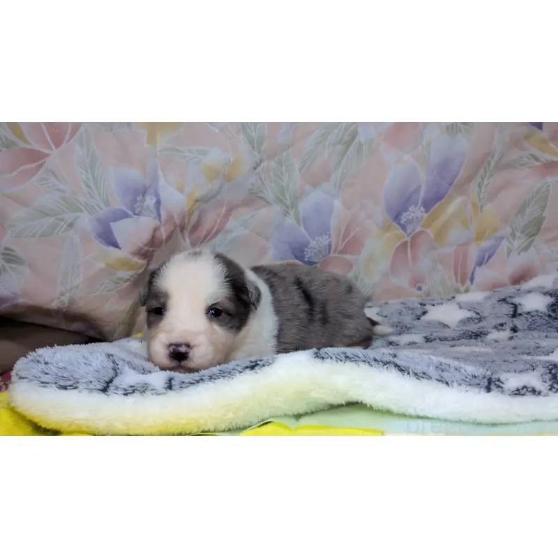 販売中の茨城県のボーダーコリー-451777の9枚目