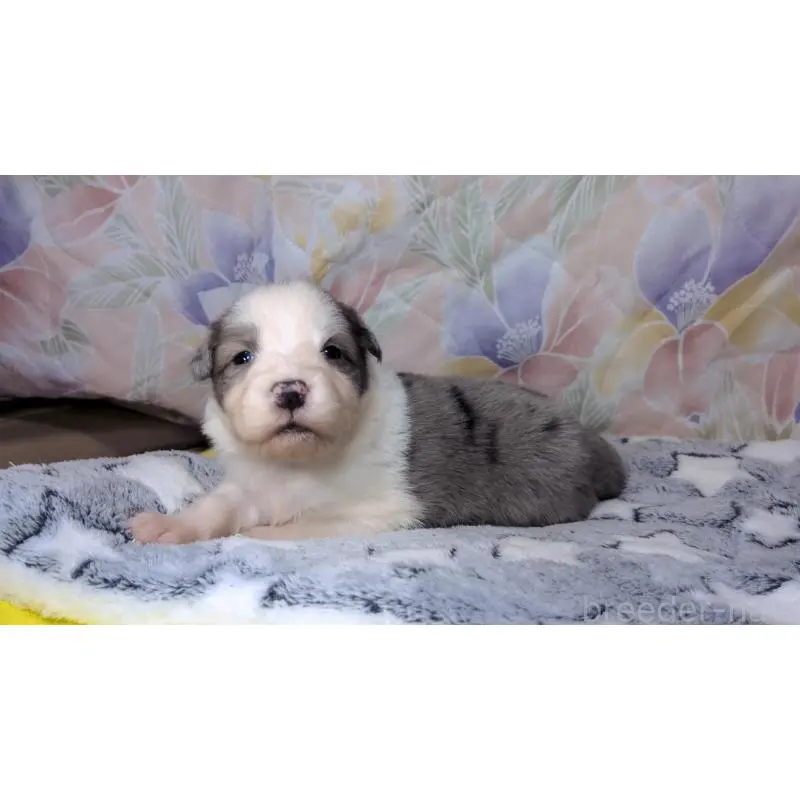 販売中の茨城県のボーダーコリー-451777の8枚目