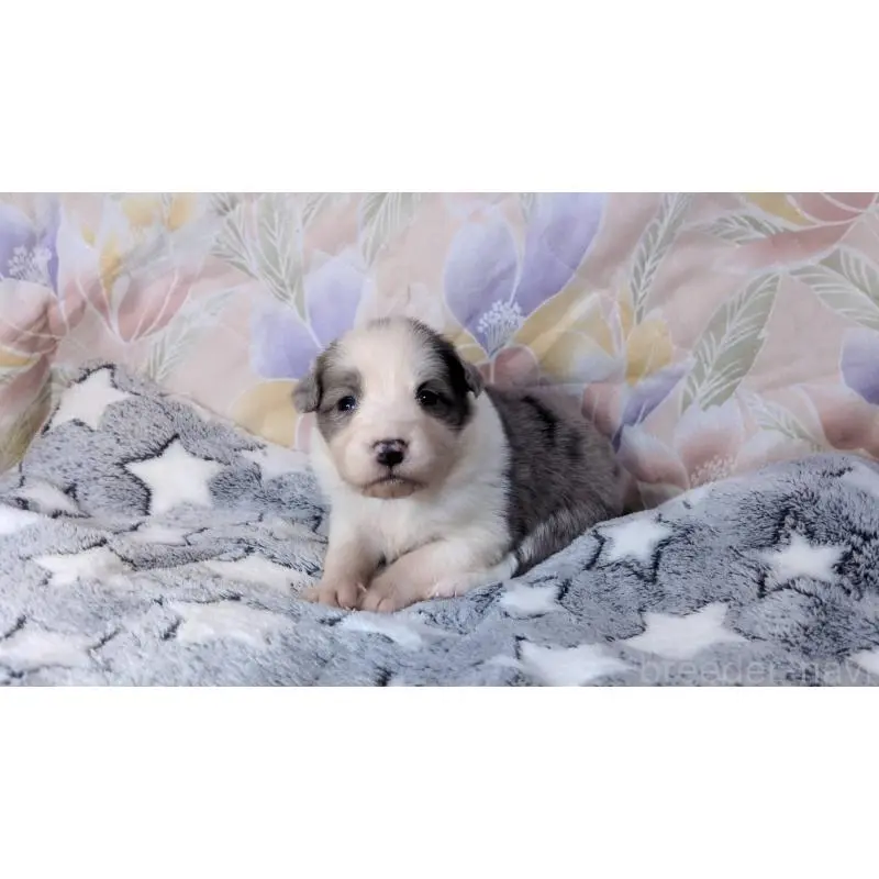 販売中の茨城県のボーダーコリー-451777の6枚目