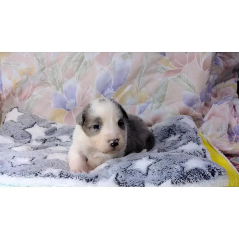 販売中の茨城県のボーダーコリー-451777の4枚目