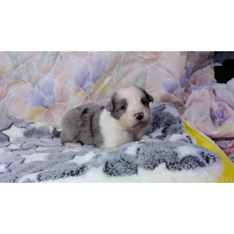 販売中の茨城県のボーダーコリー-451777の3枚目