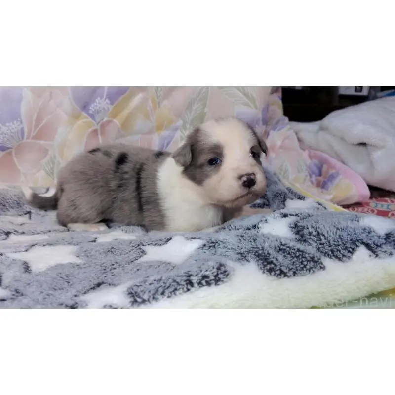 販売中の茨城県のボーダーコリー-451777の2枚目