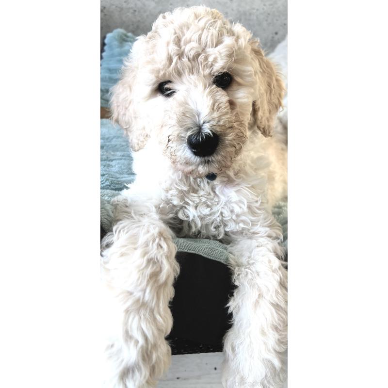 販売中の大阪府のスタンダードプードル-451754の2枚目