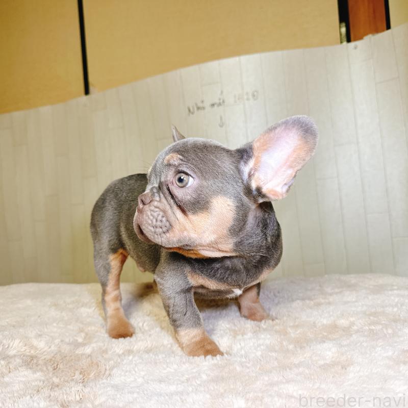 販売中の奈良県のフレンチブルドッグ-444790の2枚目